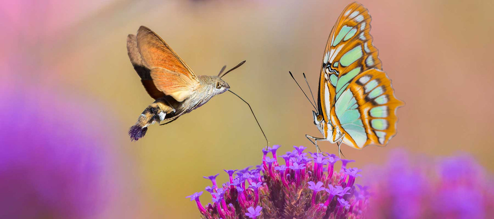 The Importance of Pollinators in Your Survival Garden