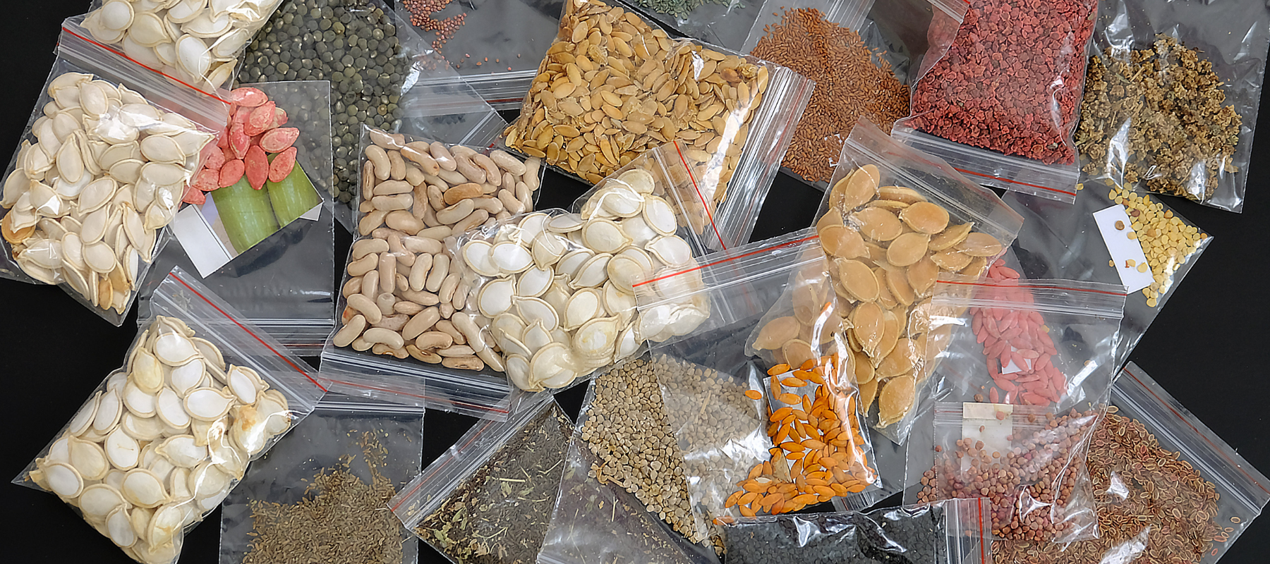 How to properly store seeds