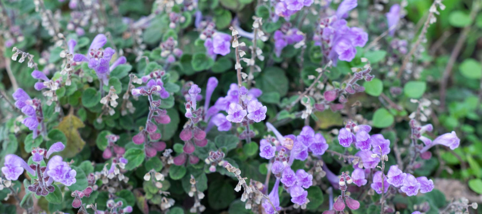 The Benefits of Growing Skullcap in Your Herb Garden