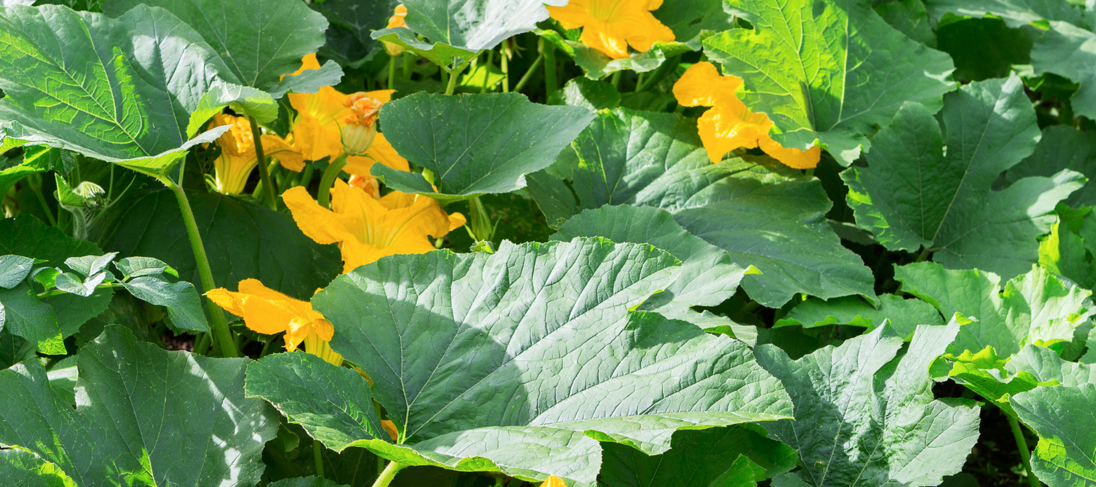 How to Get Rid of Squash Bugs