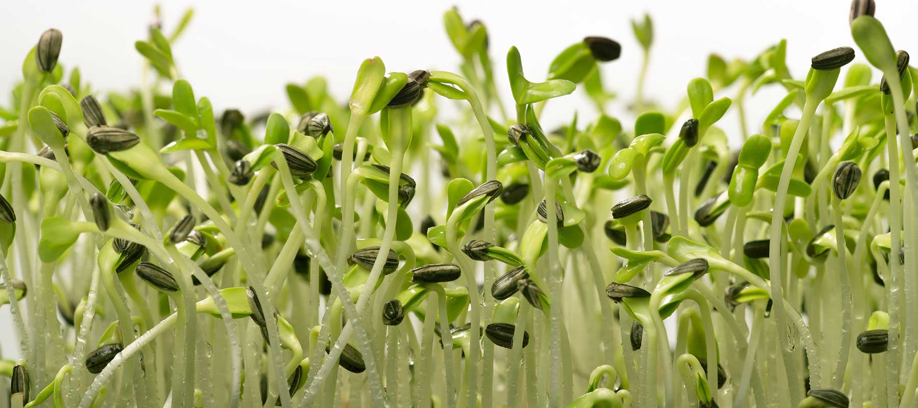 Microgreens: A Fast & Easy Survival Food