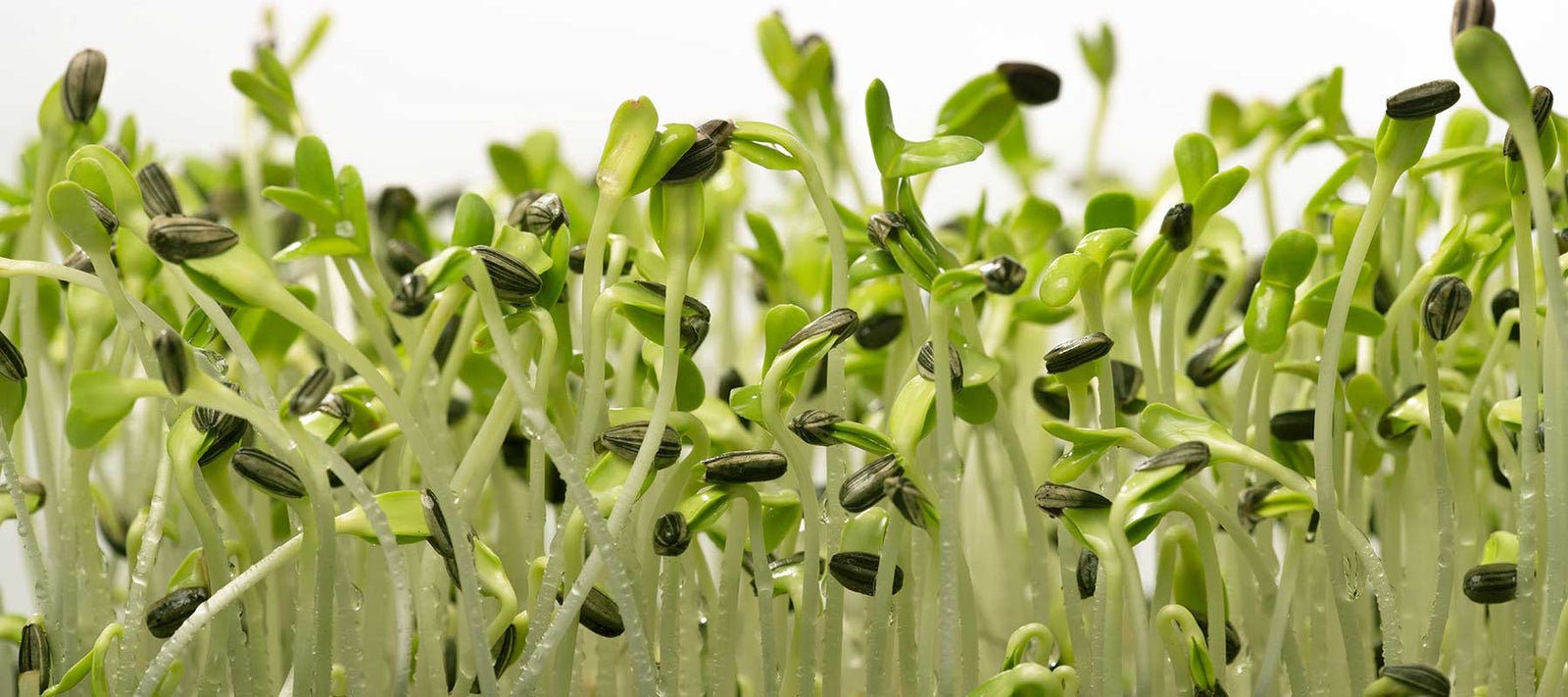 Small black scissor for cutting and harvesting sprouts and microgreens