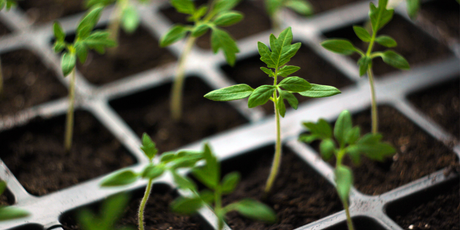 Seeds You Can Plant in January for a Flourishing Garden