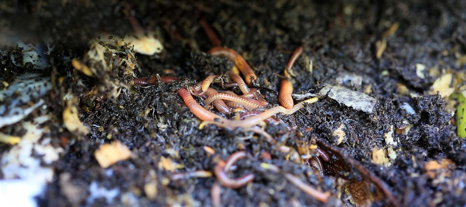 Red Wiggler Worms (Eisenia Fetida) in Living Soil – MI Beneficials