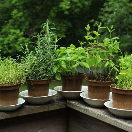 Herb Garden Seed Collections
