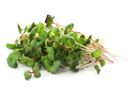 Microgreen Seeds