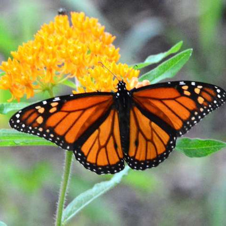 Pollinator Seed Collection