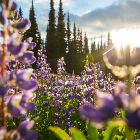 Wildflower Seeds