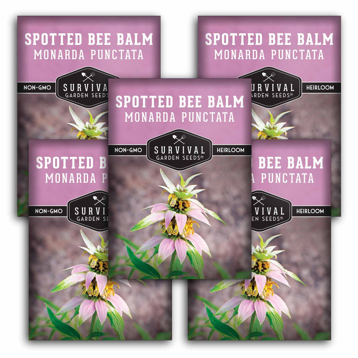 5 packets of Spotted Bee Balm Seeds