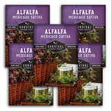 5 Packets of Alfalfa seeds