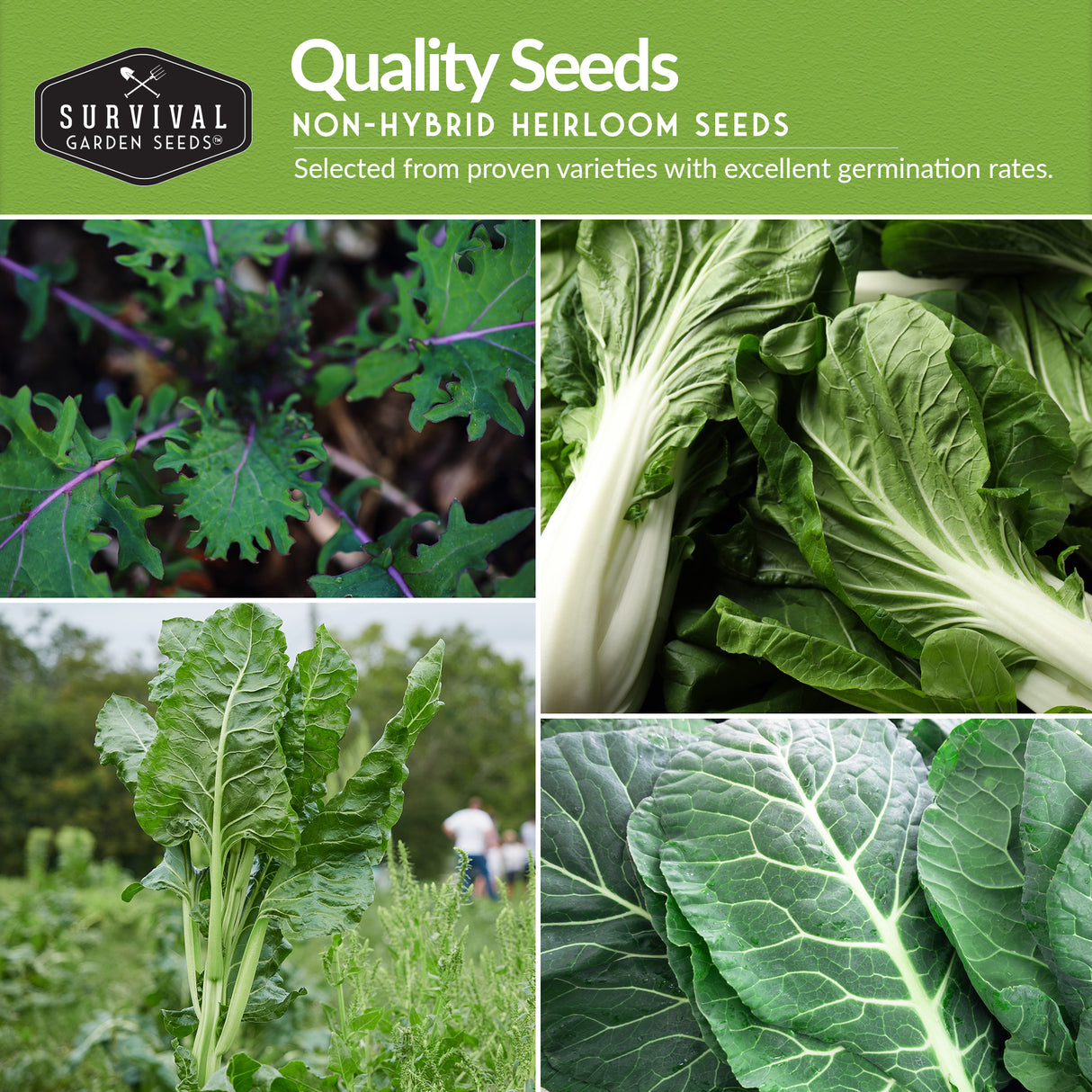 Promotional image for Survival Garden Seeds featuring green vegetables and text about non-hybrid heirloom seeds.