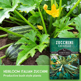 Heirloom italian zucchini