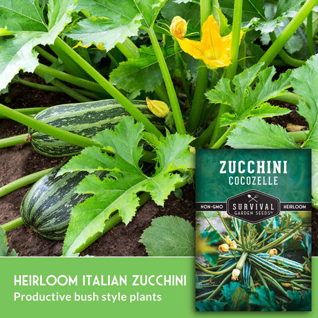 Heirloom italian zucchini