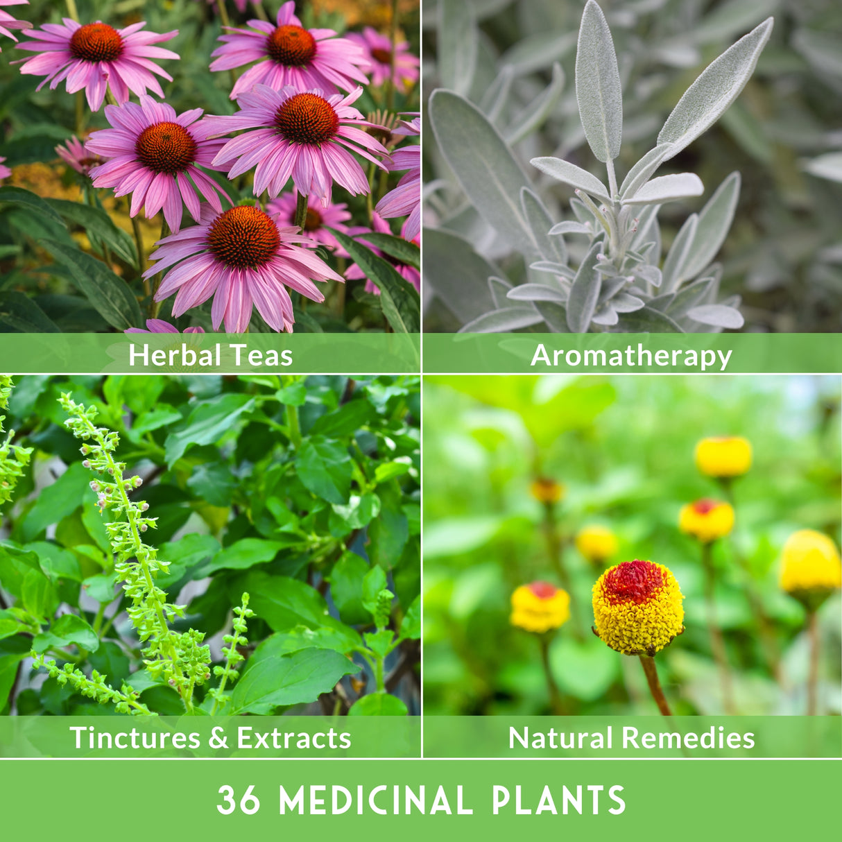 Ultimate Medicinal Herb Collection - 36 Medicinal Herbs