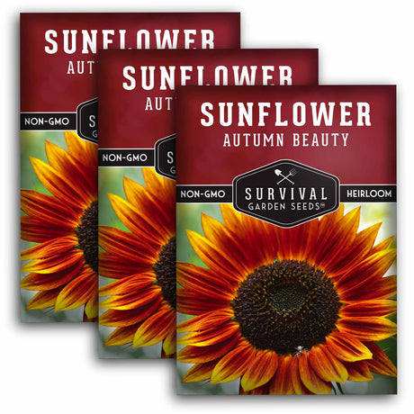 3 Packets of Autumn Beauty Sunflower seeds