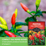 Compact Thi Pepper Bushes