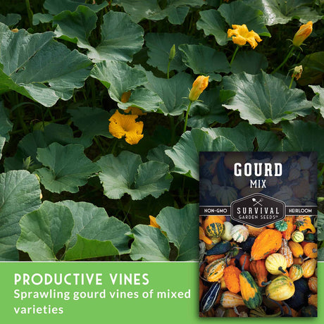 Productive vines - sprawling gourd vines of mixed varieties