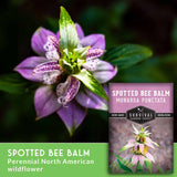 Spotted Bee Balm - North American Perennial Wildflower