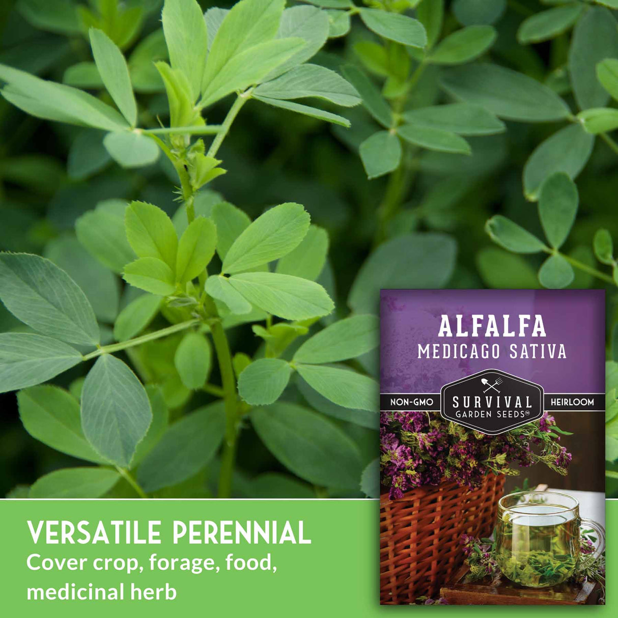 Alfalfa - Versatile Perennial, cover Crop Forage, food, medicinal herb