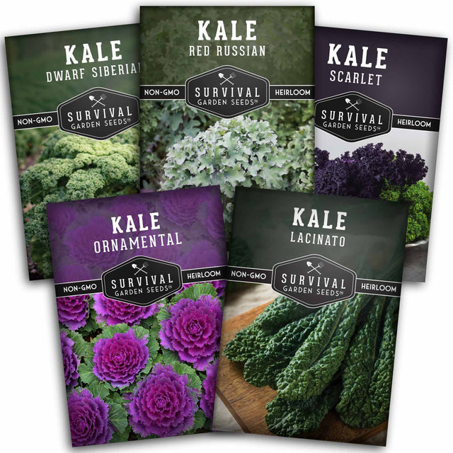 Kale Seed Collection - 5 cool weather kale varieties