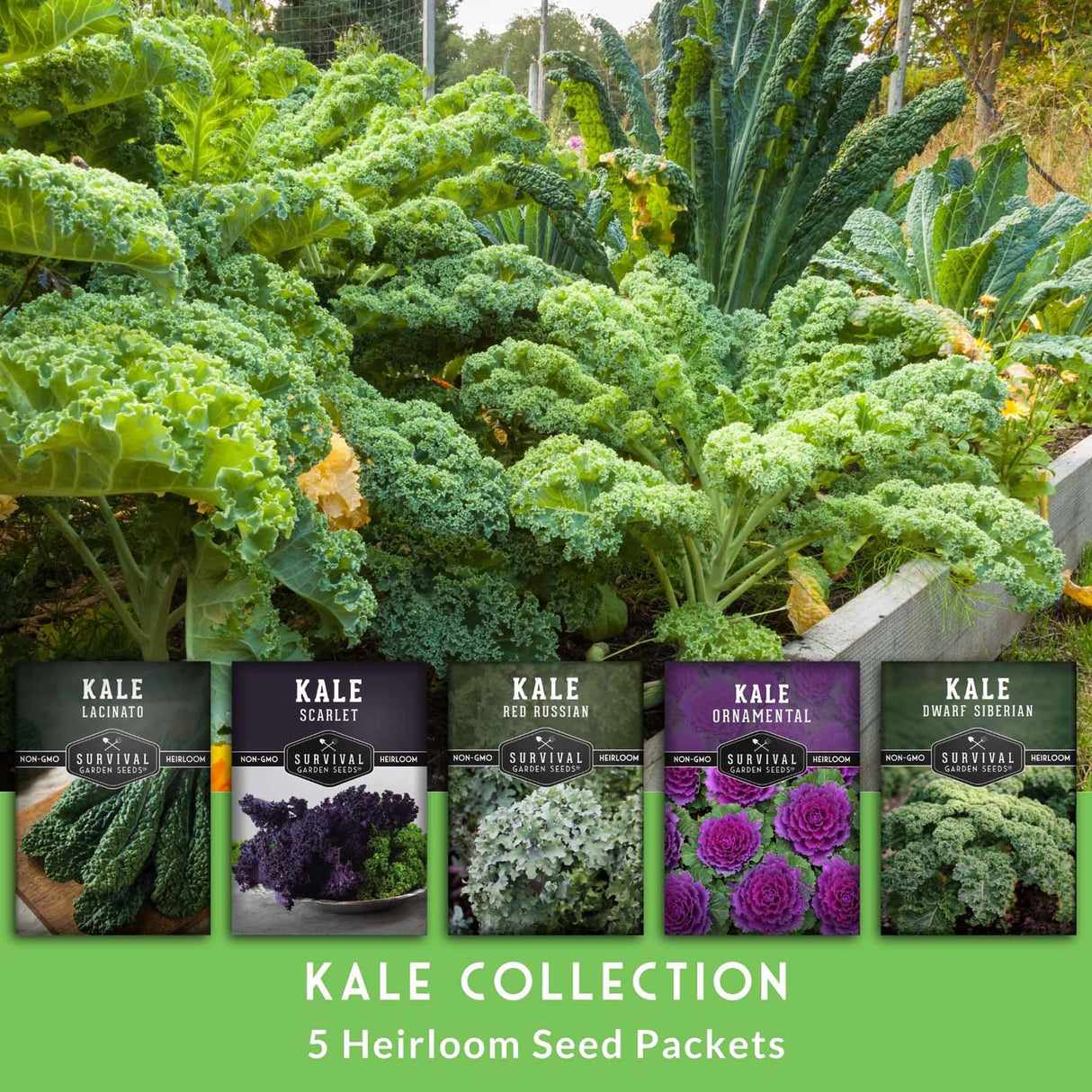 Kale Collection - 5 Heirloom Seed Packets