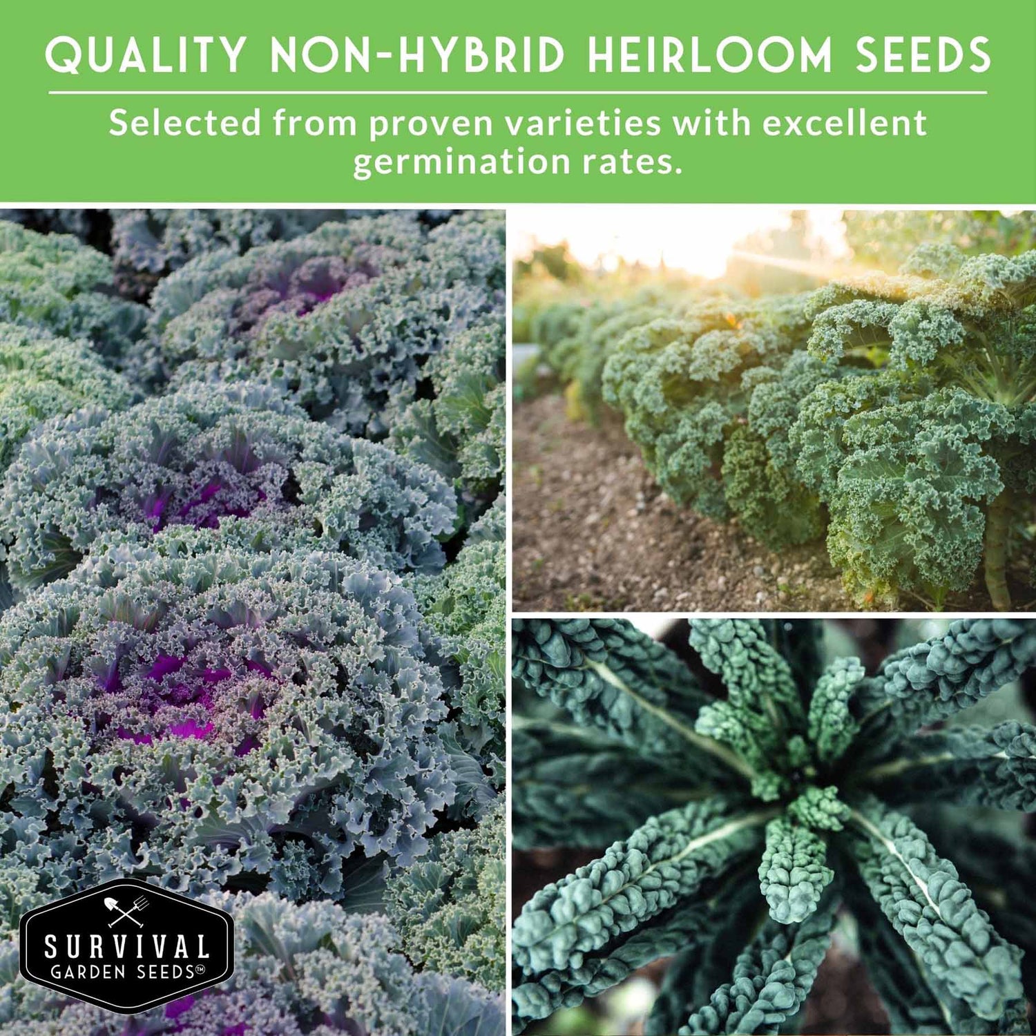 potted kale plants for sale Kale Seed Collection – 5 Heirloom Varieties for Garden & Table – SurvivalGardenSeeds