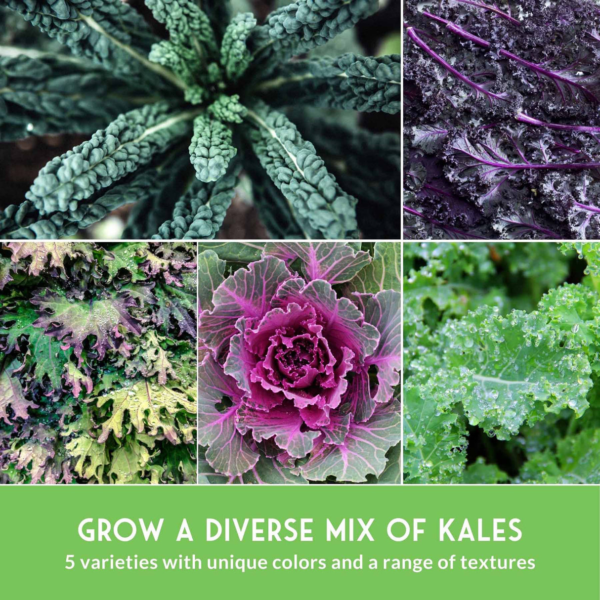 Grow a diverse mix of kales