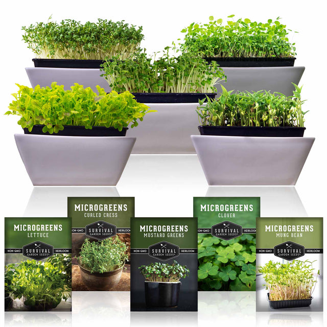 5 Pack Microgreens Seeds Collection