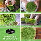 Superfood Microgreens