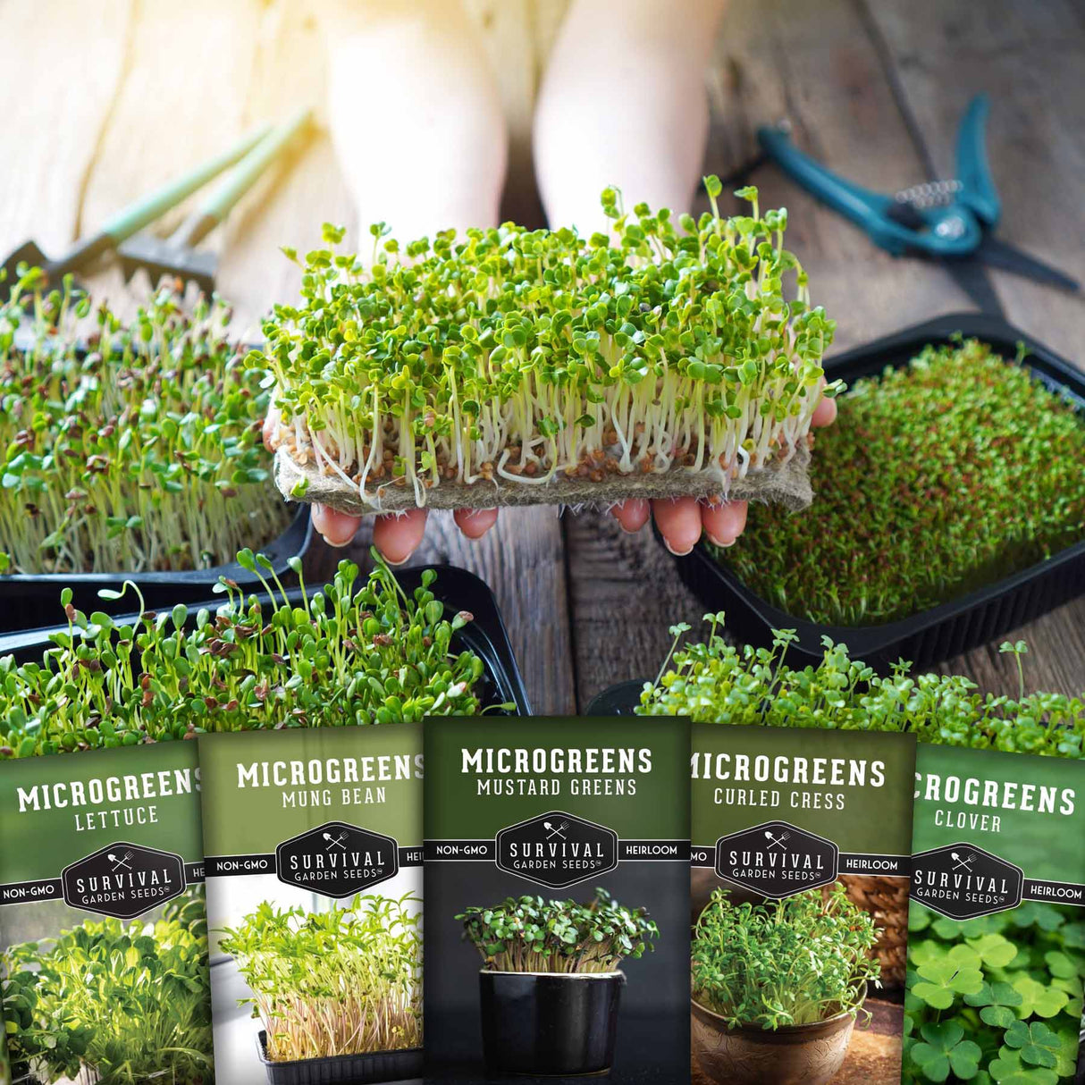 5 varieties of Microgreens seeds