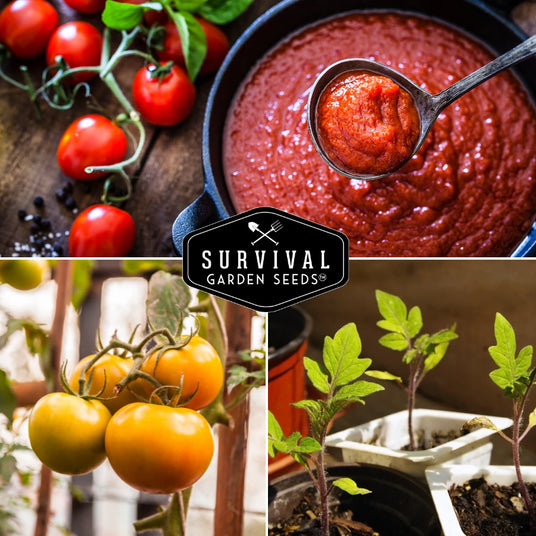 tomato seedlings, ripe tomatoes, tomato sauce
