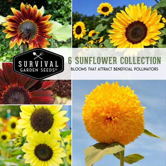 6 Sunflower Seed Collection - blooms that attract beneficial pollinators
