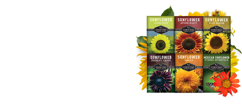 6 Sunflower seed collection