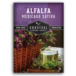 1 packet of Alfalfa - Medicago Sativa seeds