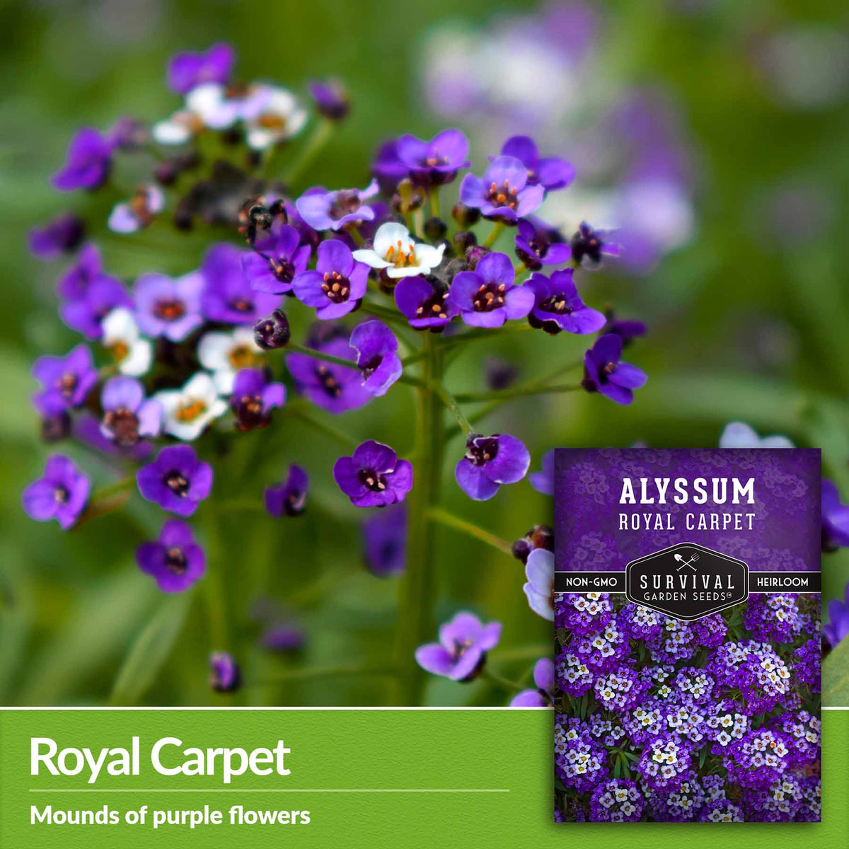 Royal Carpet - mounds of purple flowers