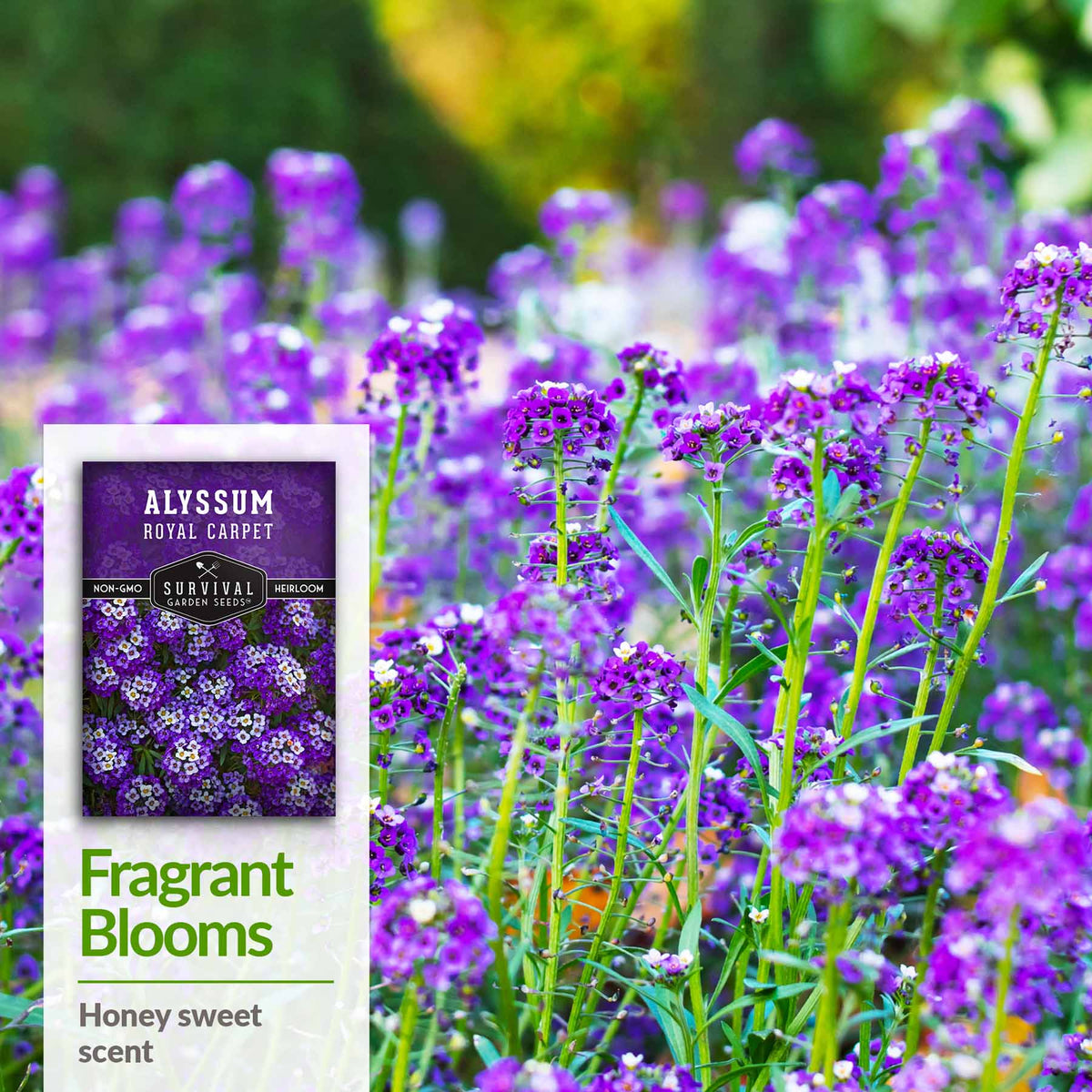 Fragrant Blooms - Honey sweet scent