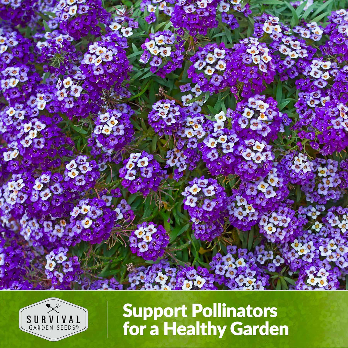 Support Pollinators for a Healthy Garden