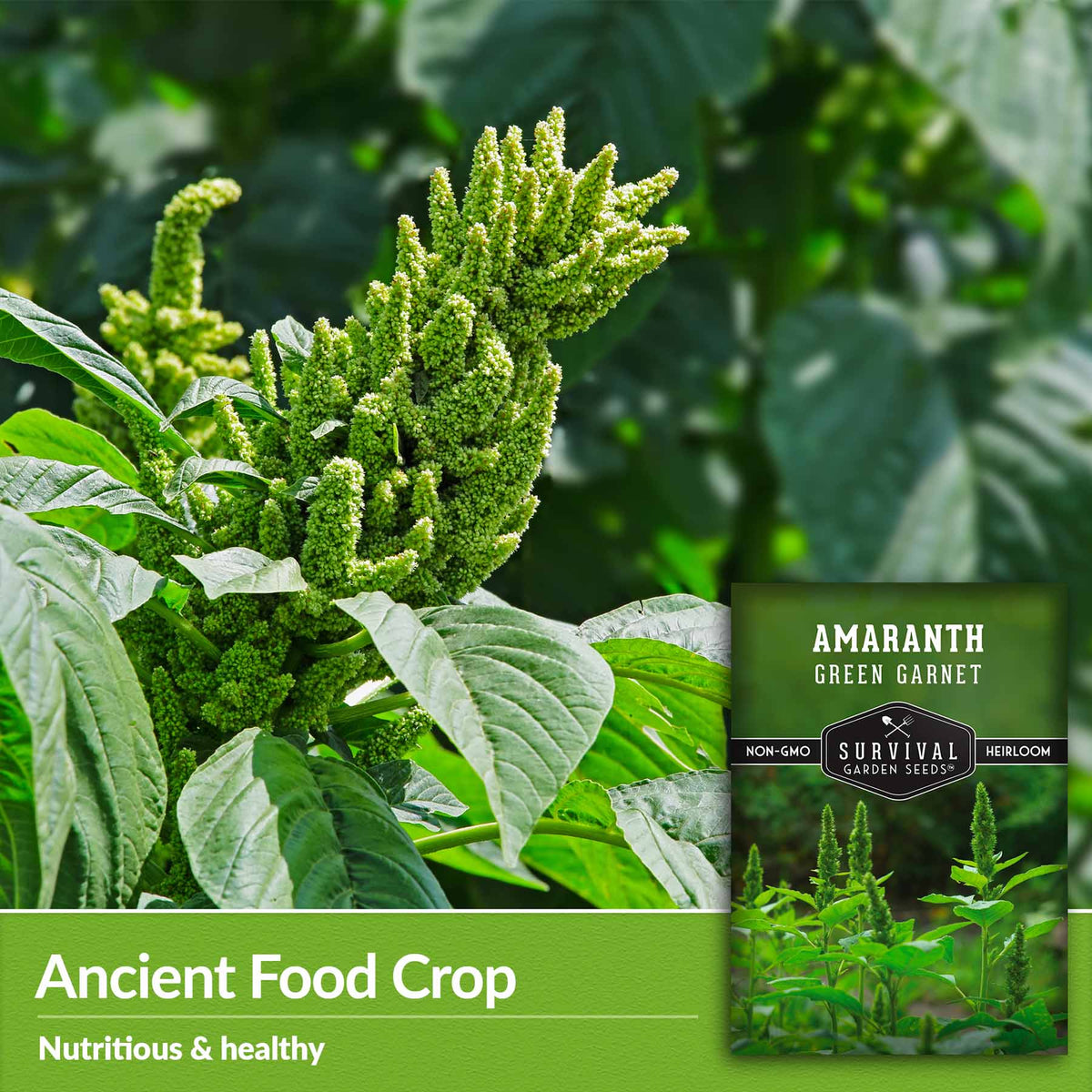 Ancient Food Crop - nutritious and healthy