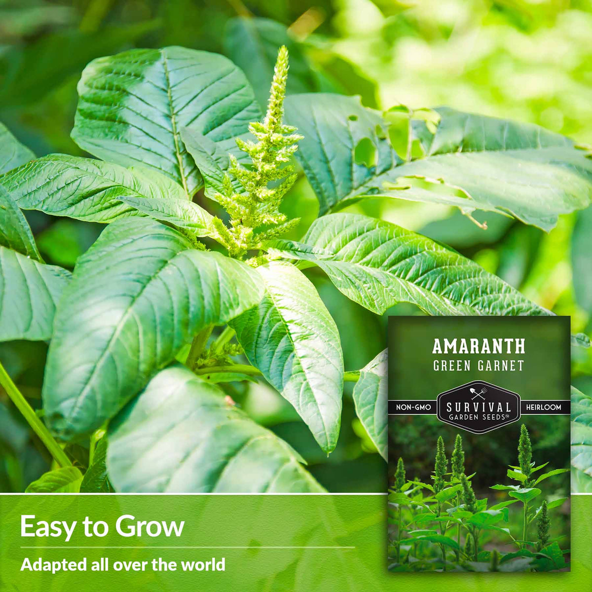 Easy to grow- adapted all over the world