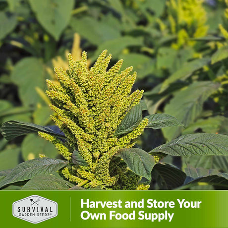 Harvest and store your own food supply