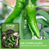 sun loving plants, easy to grow and container friendly