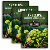 3 packets of Angelica seeds