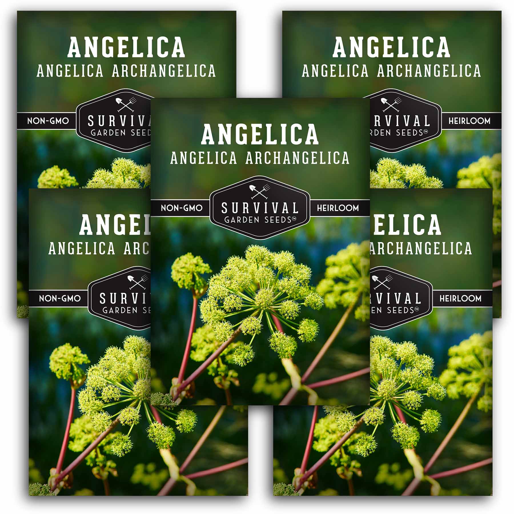 Angelica Seeds – Medicinal & Culinary Herb – SurvivalGardenSeeds