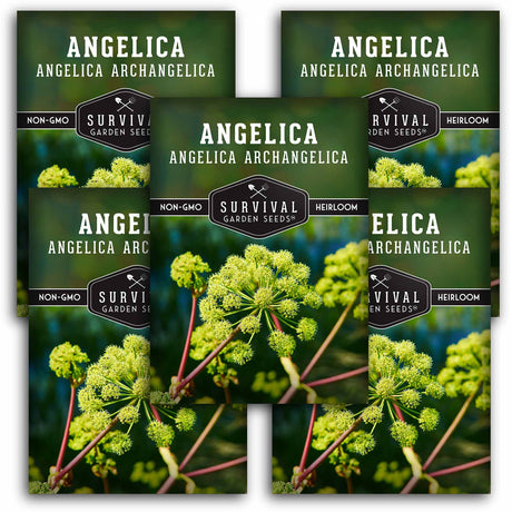 5 packets of Angelica seeds