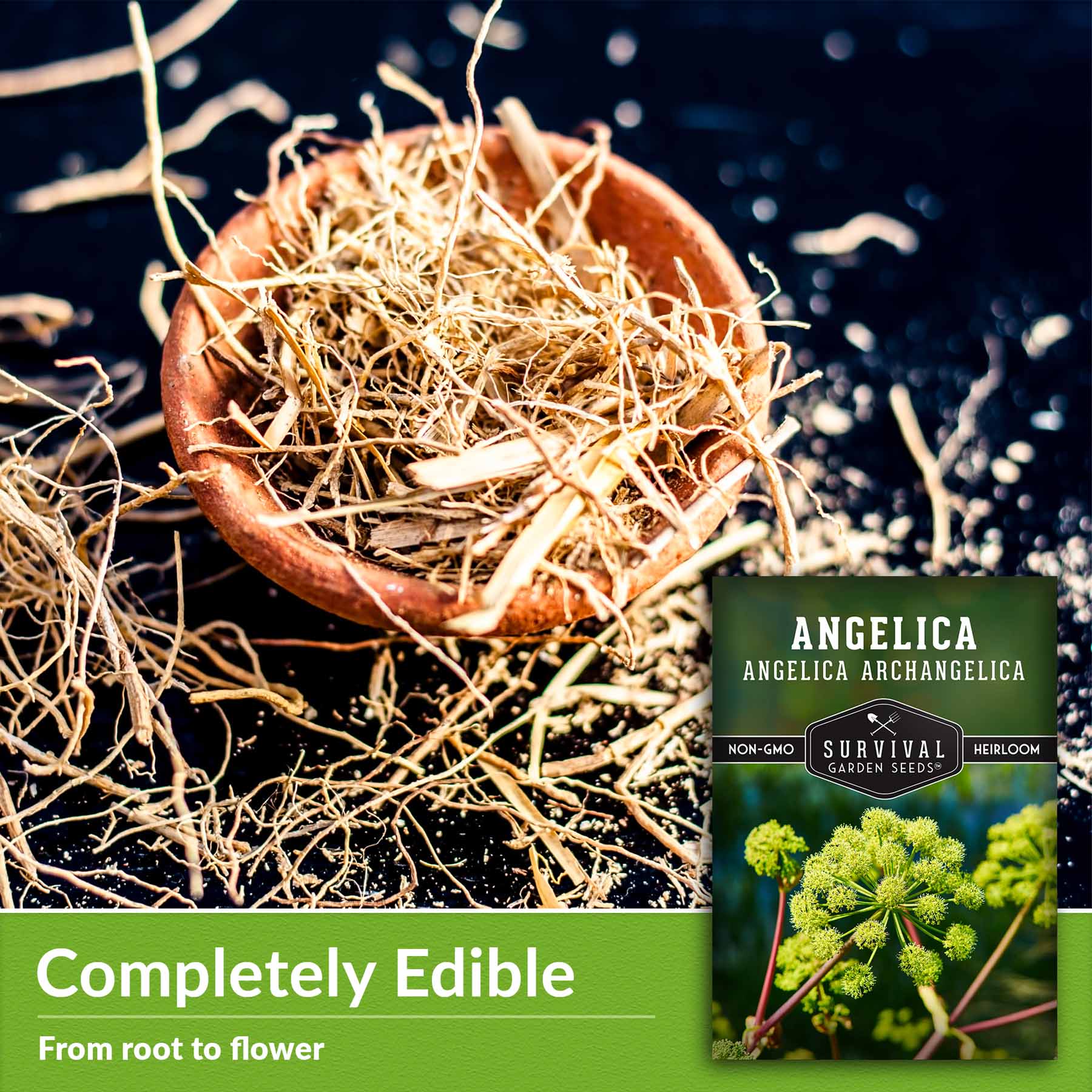 Seeds of Light ヒーリングワンド大【Angelica】 Angelica Seeds – Medicinal & Culinary Herb – SurvivalGardenSeeds