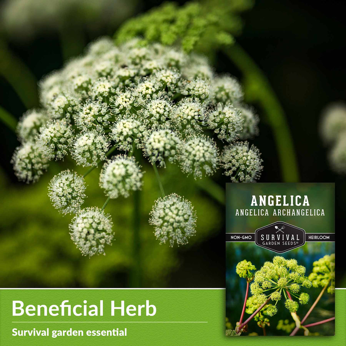 Beneficial herb - survival garden essential