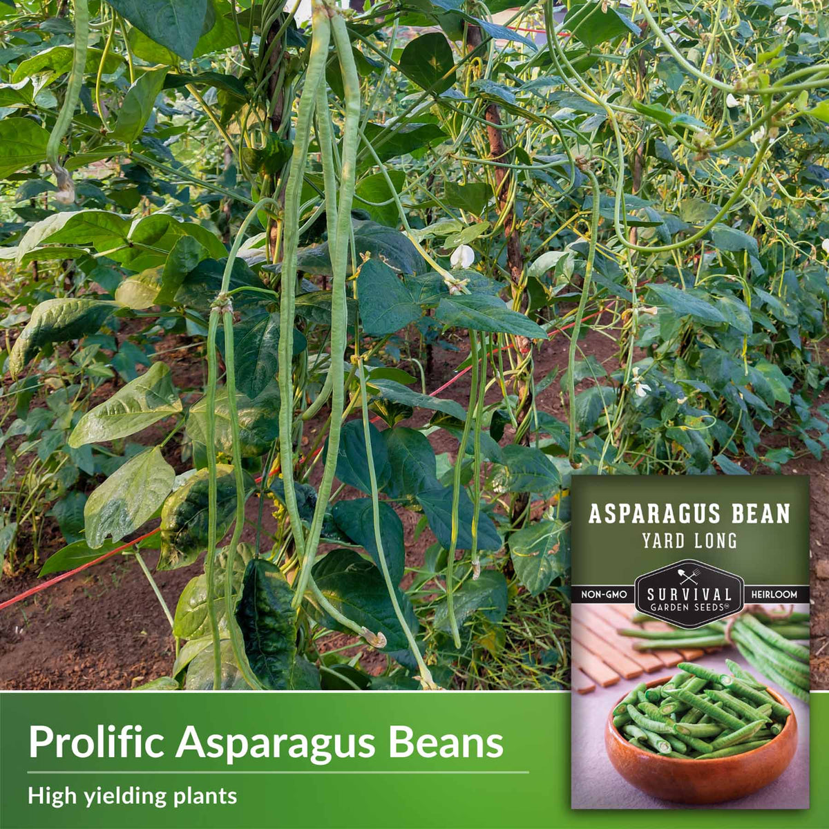 Prolific asparagus beans