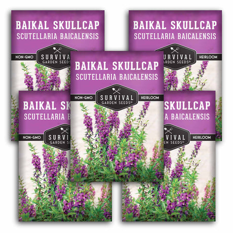 5 packets of Baikal Skullcap Seeds