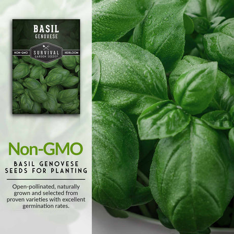 Non-GMO basil seeds