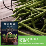 Green beans with a package labeled 'Blue Lake 274' on a wooden surface